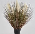 Schwingel (Festuca) elfenbein im Topf