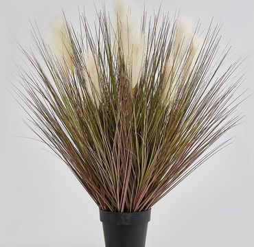 Schwingel (Festuca) elfenbein im Topf