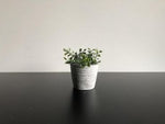 Blumentöpfli (ohne Inhalt) | Dolomit - Grau | Rillenstrukur | Pflanzentopf | Wohnaccessoire